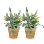 2× Phlebodium aureum Blue Star (Blaufarne) mit Korb – Ø 12 cm, 25 cm hoch