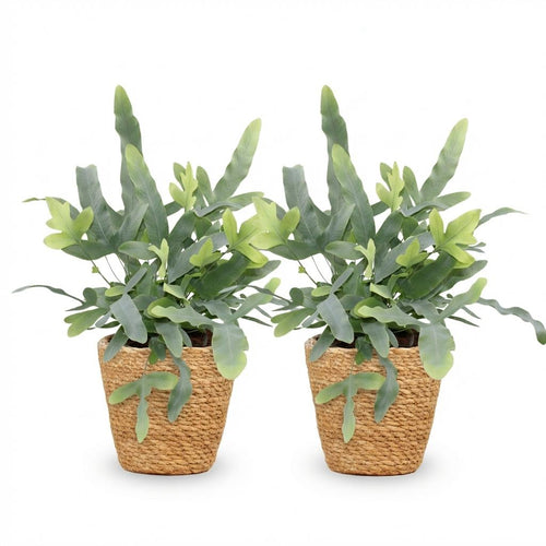 2× Phlebodium aureum Blue Star (blauwvaren) met mand – Ø12 cm, 25 cm hoog