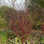 Cornus alba 'Kesselringii' (purple branches) – Ø17 cm, 45 cm high