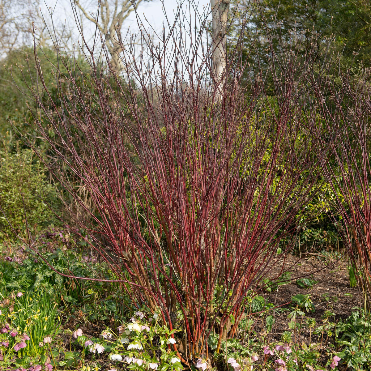 Cornus alba 'Kesselringii' (purple branches) – Ø17 cm, 45 cm high – photo 4