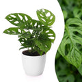 Monstera adansonii (mini-monstera) dans pot décoratif Potter blanc – Ø12 cm, 25 cm de haut