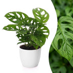 Monstera adansonii (mini-monstera) dans pot décoratif Potter blanc – Ø12 cm, 25 cm de haut