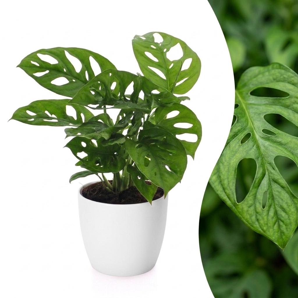 Monstera adansonii (mini-monstera) dans pot décoratif Potter blanc – Ø12 cm, 25 cm de haut