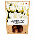 Tulpe 'White Valley' – 20 Blumenzwiebeln (Zwiebelgröße 11/12)