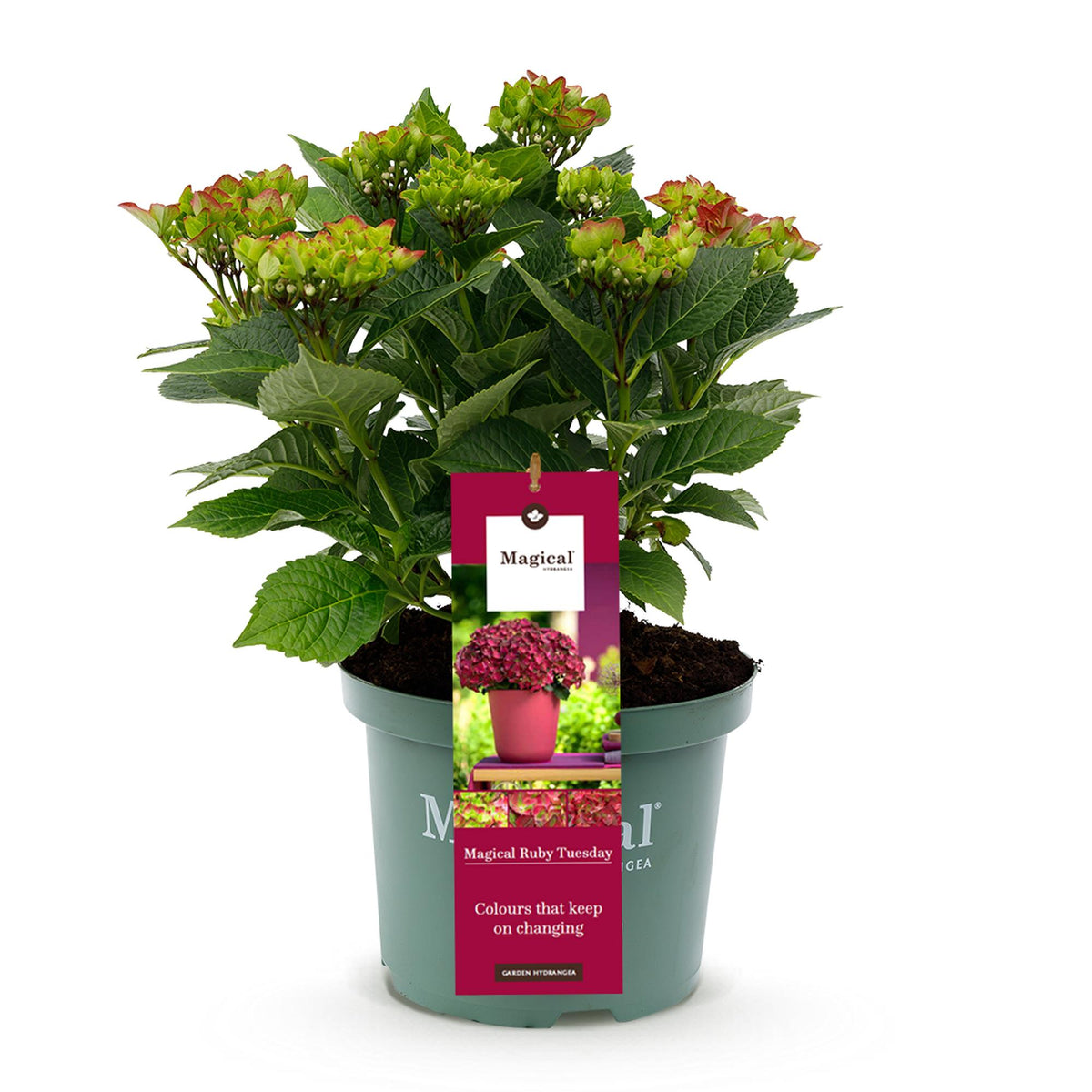 Hydrangea 'Magical Teusday & Saphire' (hortensia) – rood – Ø23 cm, 55 cm hoog