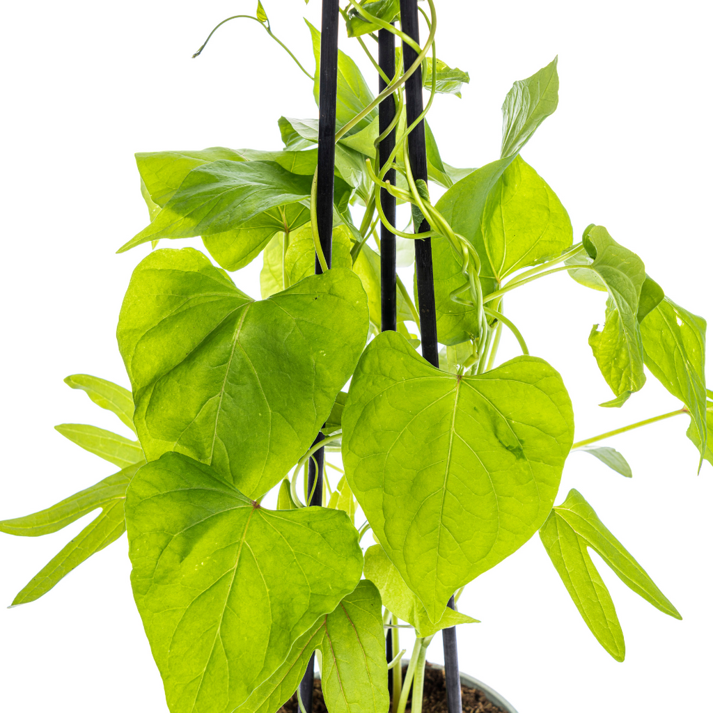 Ipomoea 'Tricolor Heavenly Blue' (Beflocken) – 4 Pflanzen, Ø13 cm, 60 cm hoch – Bild 3