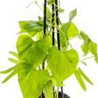 Ipomoea 'Tricolor Heavenly Blue' (Beflocken) – 4 Pflanzen, Ø13 cm, 60 cm hoch