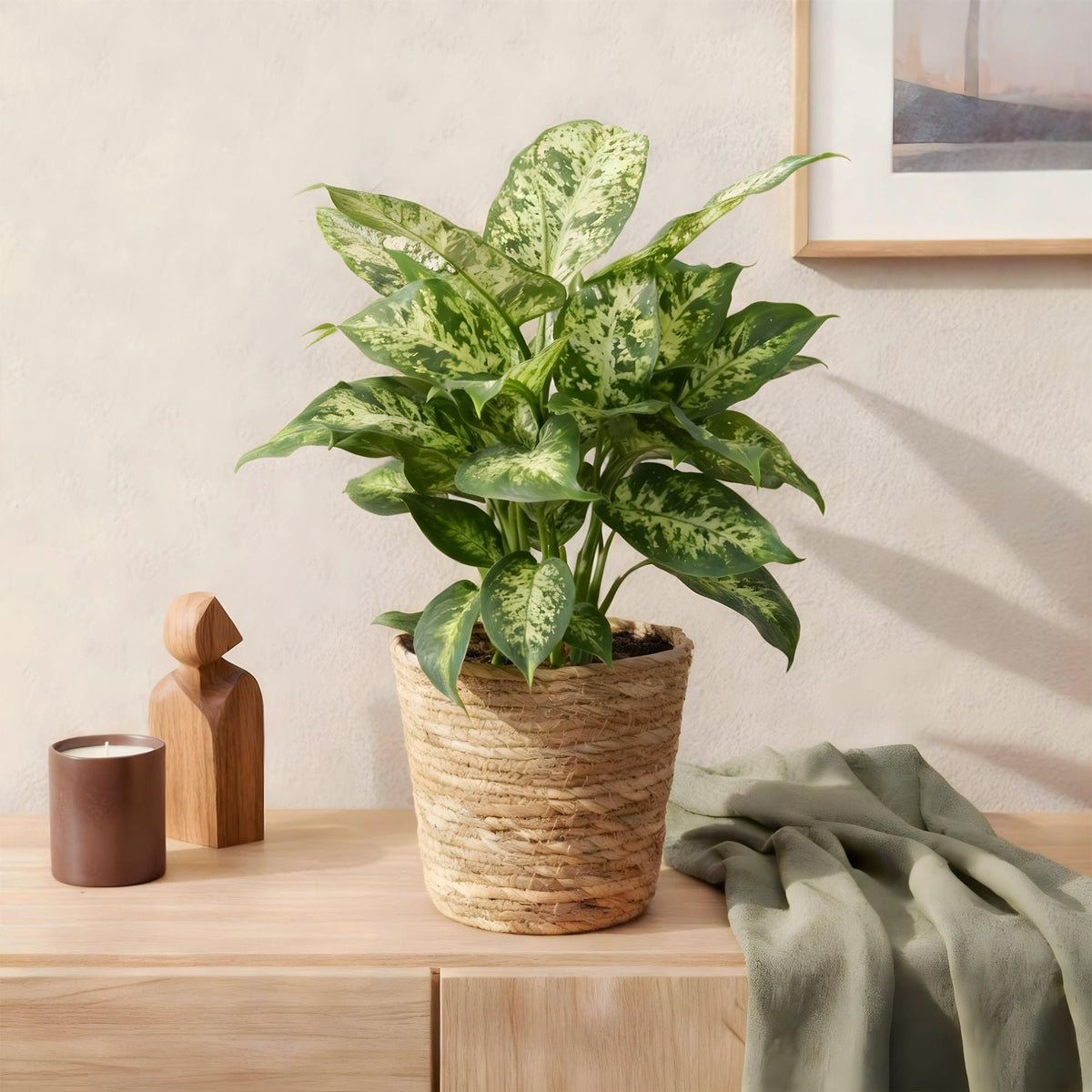2× Diefenbachia Compacta (Dracaena) met mand – Ø17 cm, 45–50 cm hoog