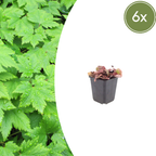 Tiarella cordifolia (tiarella à feuilles cordées) – 6 plantes, Ø9 cm, 10–25 cm de haut