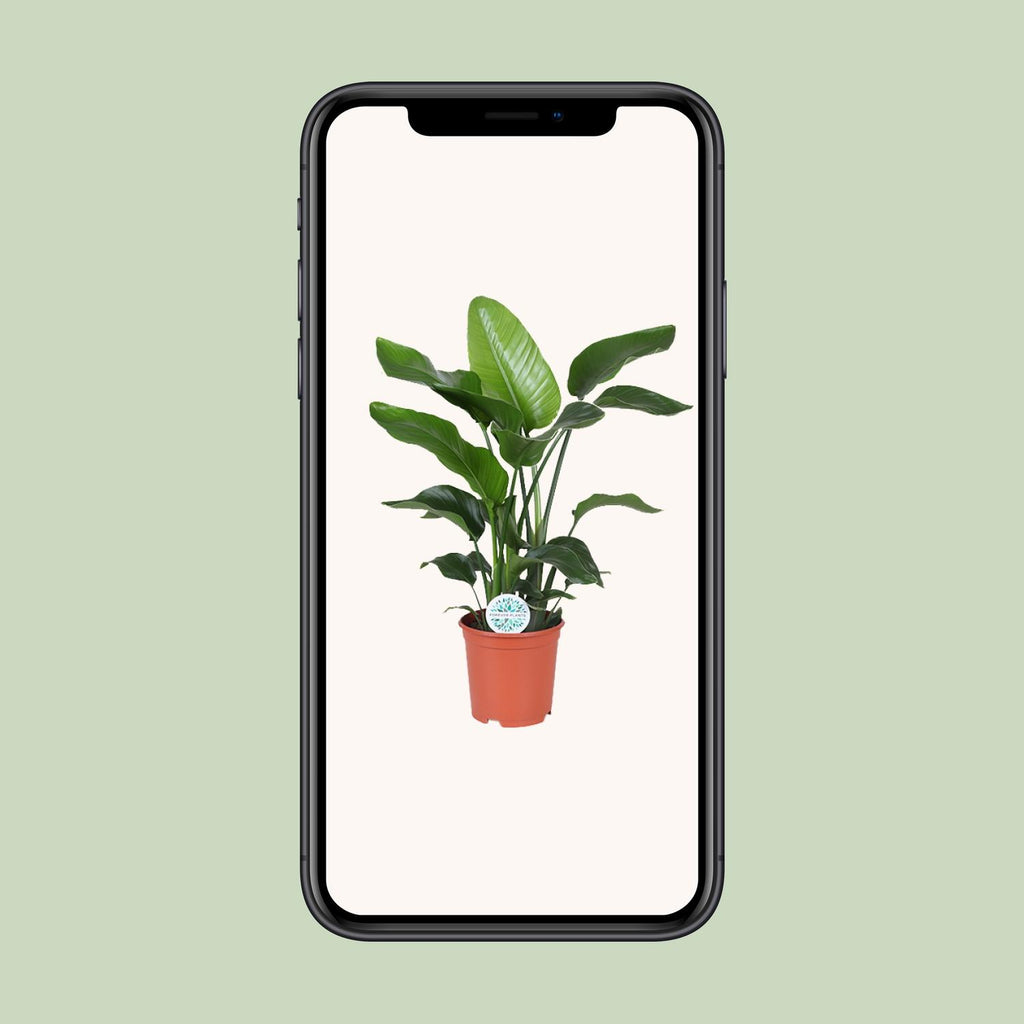 Strelitzia nicolai (witte paradijsvogelbloem) – Ø21 cm, 80 cm hoog