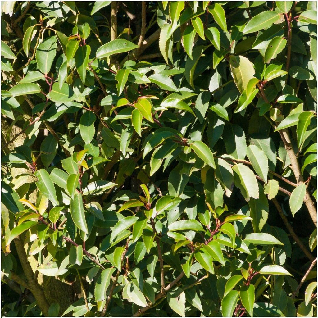 Prunus lusitanica 'Angustifolia' (Portuguese laurel) – 6 plants, 25 cm high – photo 2
