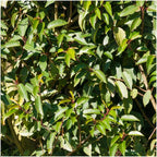 Prunus lusitanica 'Angustifolia' (Portuguese laurel) – 6 plants, 25 cm high
