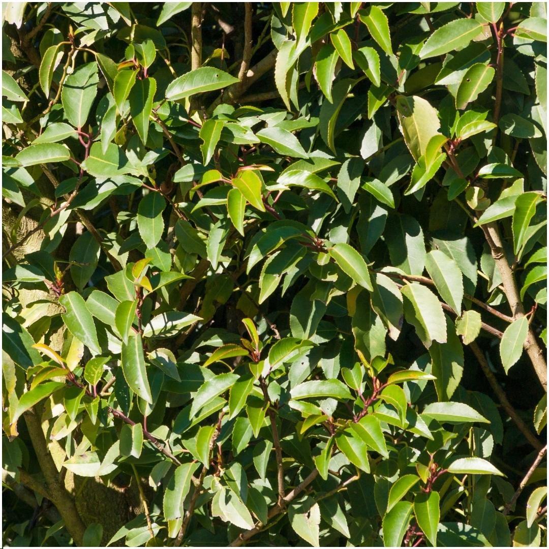 Prunus lusitanica 'Angustifolia' (Portuguese laurel) – 6 plants, 25 cm high – photo 2