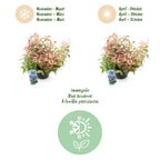 Leucothoe 'Makijaz' (brun) – 2 planter, Ø17 cm, 45 cm høj