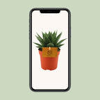 Gasteria Hybride Aurora (Haworthia) – Ø11 cm, 15 cm høj