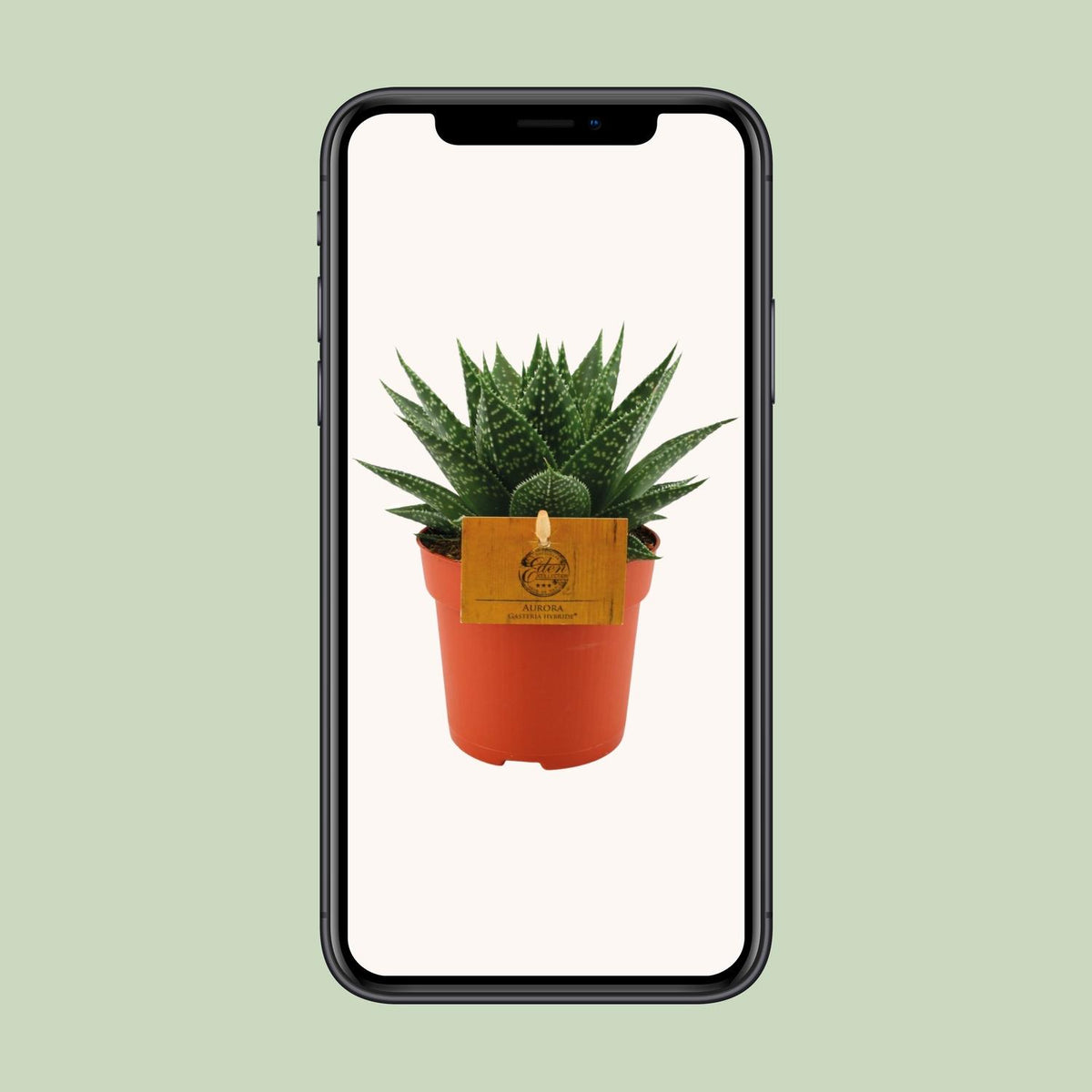 Gasteria Hybride Aurora (Haworthia) – Ø11 cm, 15 cm høj