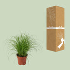 Cyperus alternifolius Zumula (jonc cyperus) – Ø12 cm, 28 cm de haut