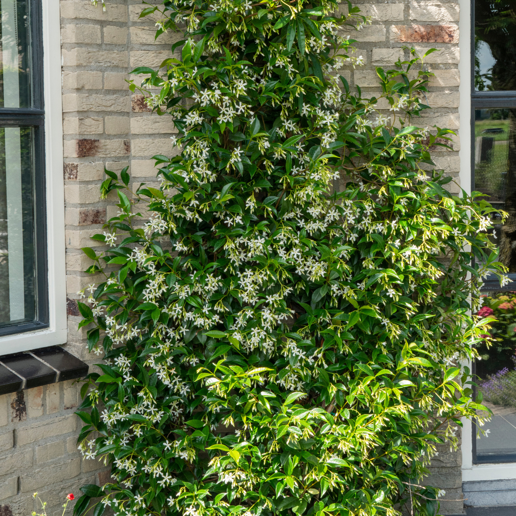Trachelospermum jasminoides 'Star Of Venice' (Toskanischer Jasmin) – Ø23 cm – Bild 4