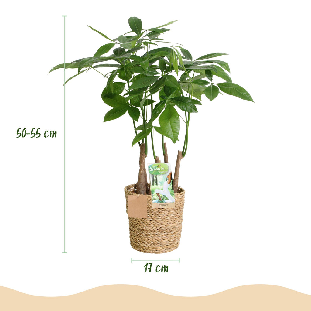 2× Pachira aquatica multi stam (geldboom) met mand – Ø17 cm, 50–55 cm hoog