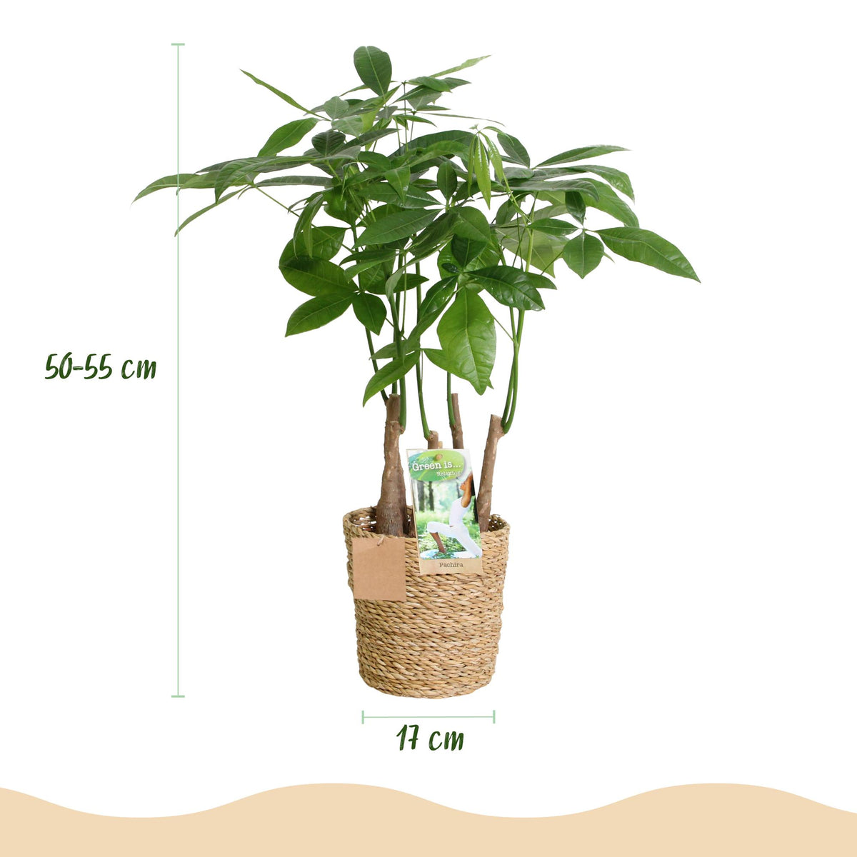 2× Pachira aquatica multi stam (geldboom) met mand – Ø17 cm, 50–55 cm hoog