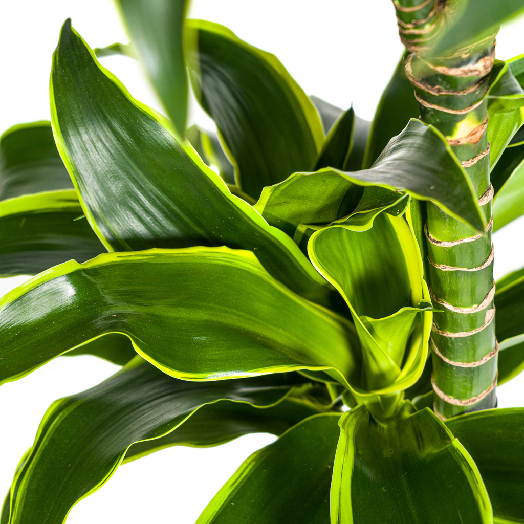 Dracaena Deremensis Dorado (Drachenbaum) – Ø 24 cm, 120–140 cm hoch