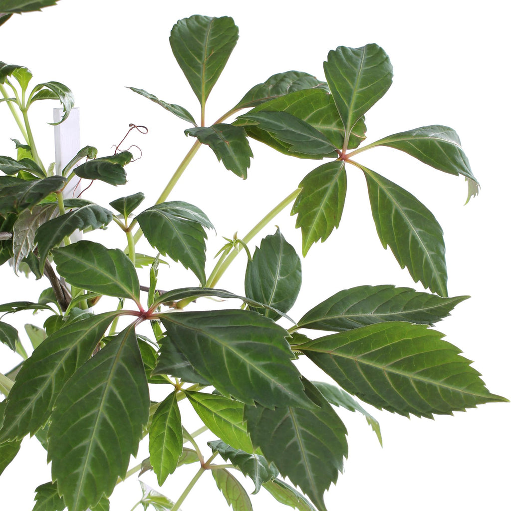 Parthenocissus henryana (Chinese wild grape) – Ø15 cm, 65 cm high – photo 2