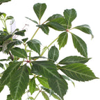 Parthenocissus henryana (Chinese wild grape) – Ø15 cm, 65 cm high