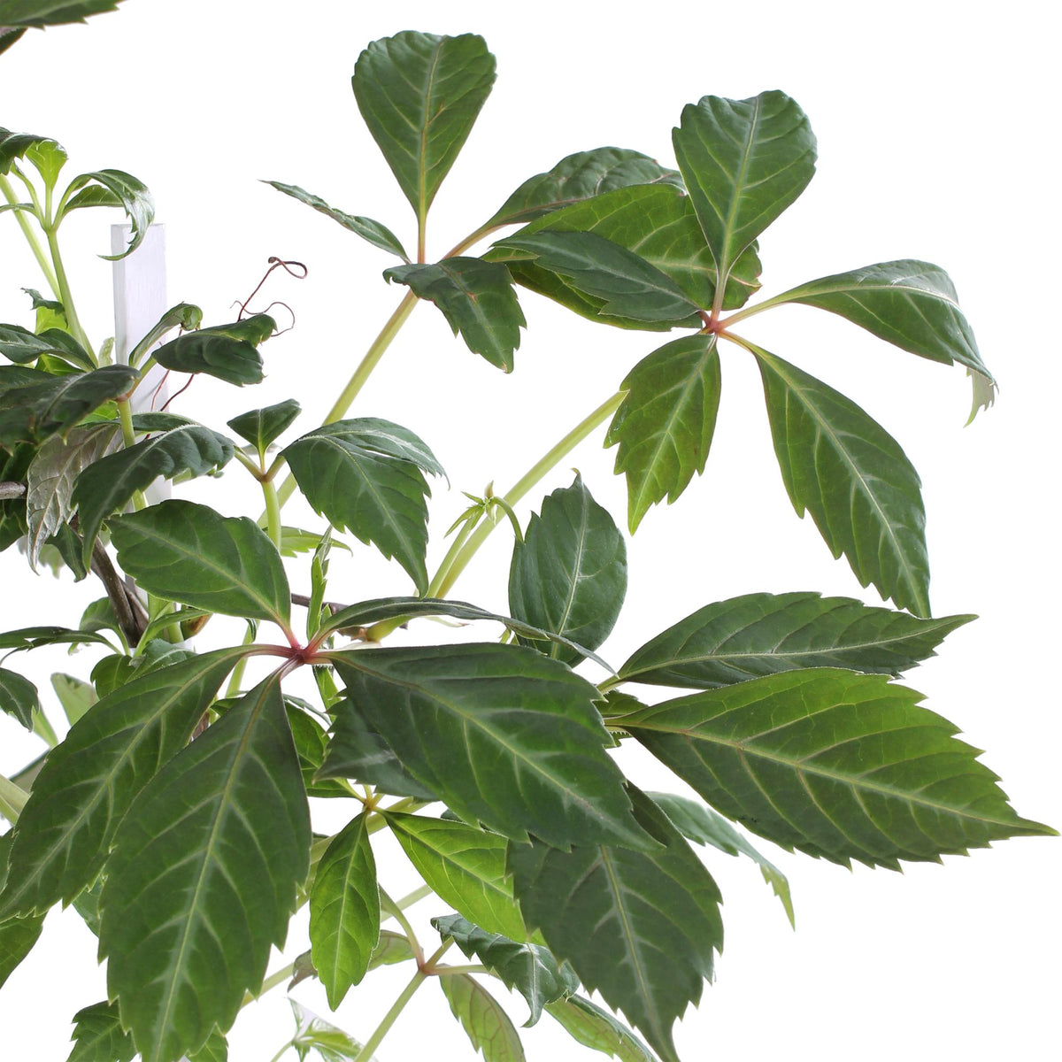 Parthenocissus henryana (Chinese wild grape) – Ø15 cm, 65 cm high – photo 2