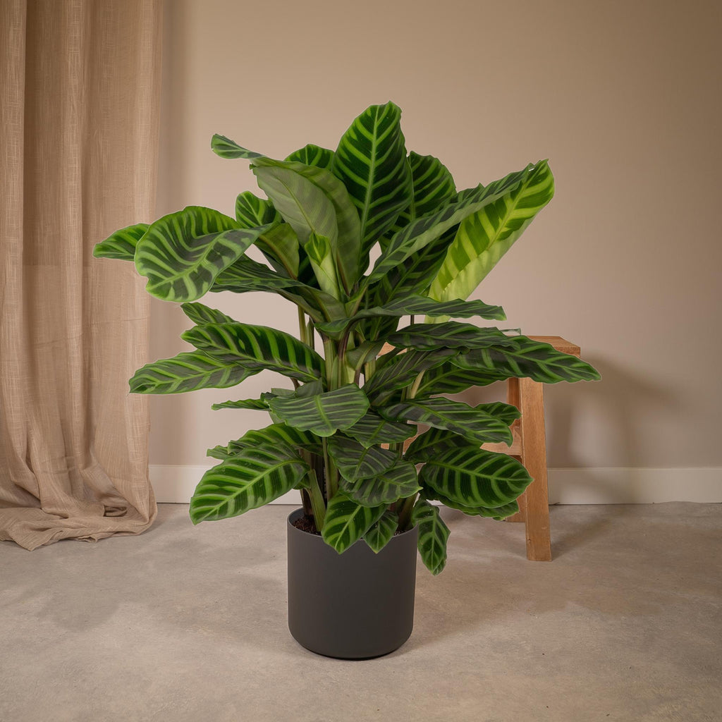 Calathea zebrina – Ø19 cm, 75 cm de haut