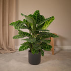 Calathea zebrina – Ø19 cm, 75 cm de haut