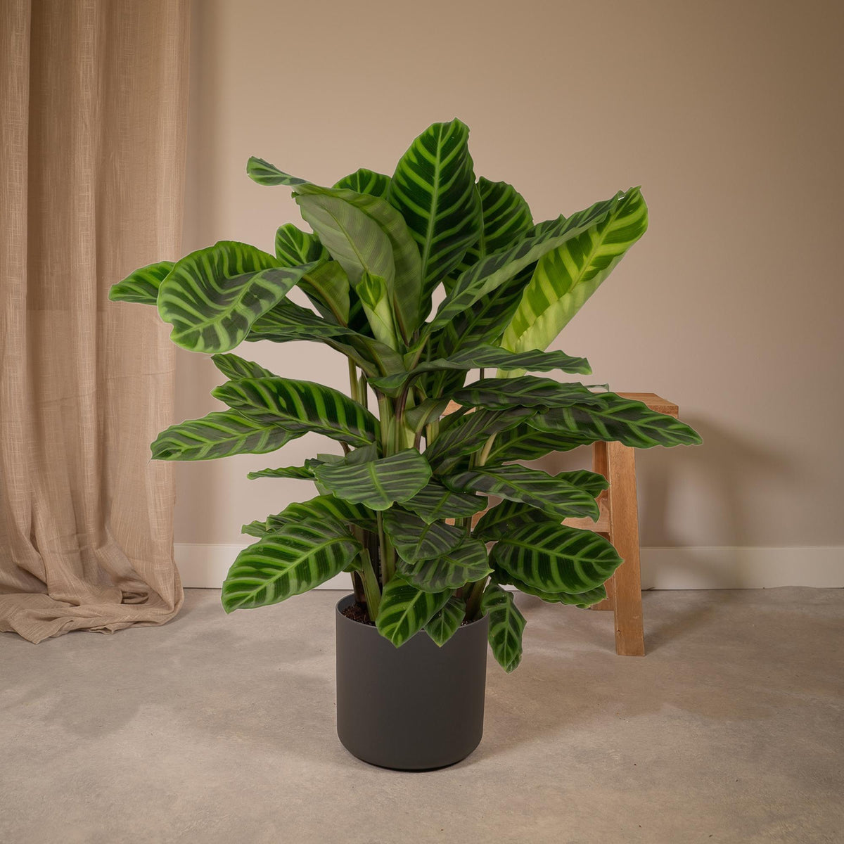 Calathea zebrina – Ø19 cm, 75 cm de haut
