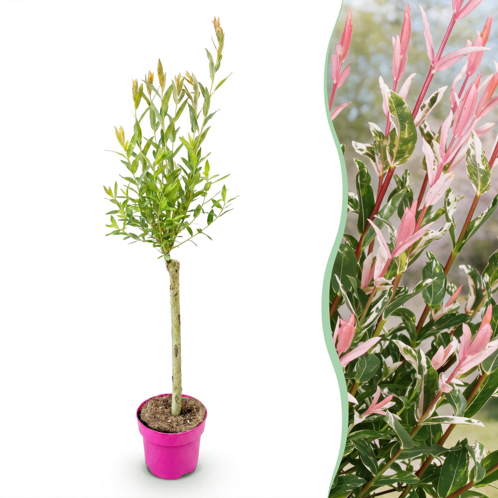 Salix 'Flamingo' (saule) – Ø17 cm, 70–80 cm de haut
