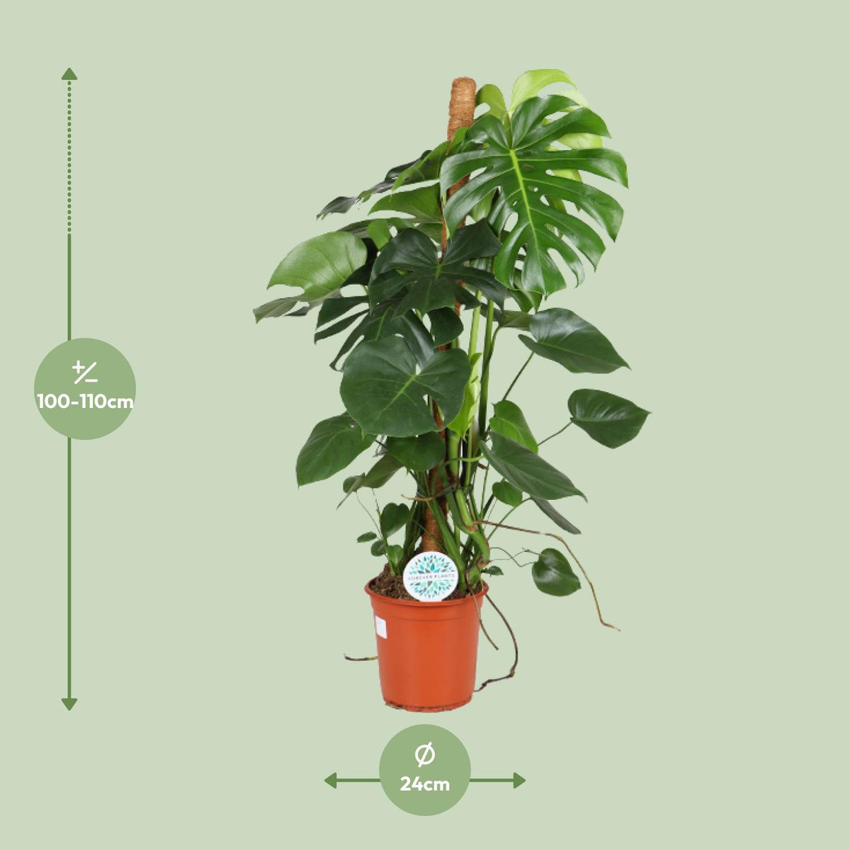 Monstera deliciosa (Swiss cheese plant) – Ø24 cm, 105 cm high – photo 2