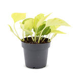 Epipremnum Champs Élysées (scindapsus) – Ø12 cm, 25 cm de haut