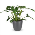 Philodendron Lacerum dans pot de présentation gris – Ø19 cm, 65 cm de haut