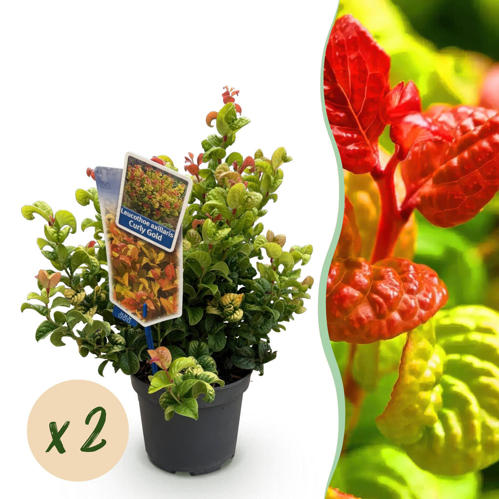Leucothoe 'Curly Gold' – gul – 2 planter, Ø17 cm, 40 cm høj