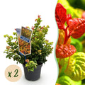 Leucothoe 'Curly Gold' – gul – 2 planter, Ø17 cm, 40 cm høj