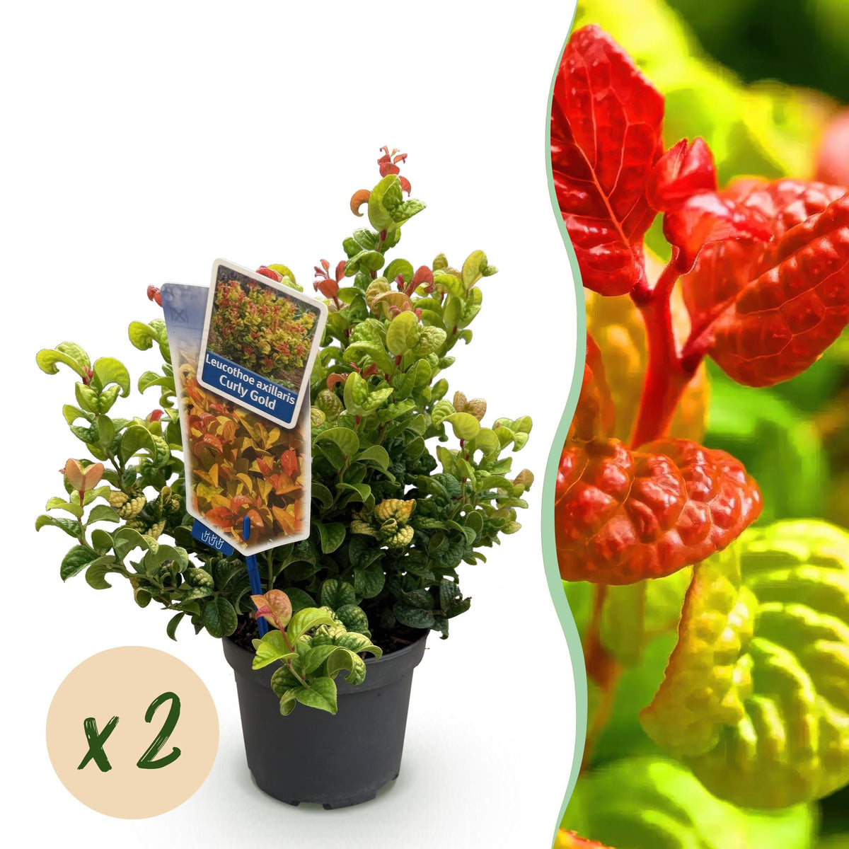 Leucothoe 'Curly Gold' – gul – 2 planter, Ø17 cm, 40 cm høj