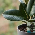 Ficus elastica Cloe (rubberplant) in Potter-sierpot grijs – Ø19 cm, 65 cm hoog