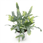 Phlebodium aureum Blue Star (blue star fern) in white decorative pot – Ø12 cm, 25 cm high