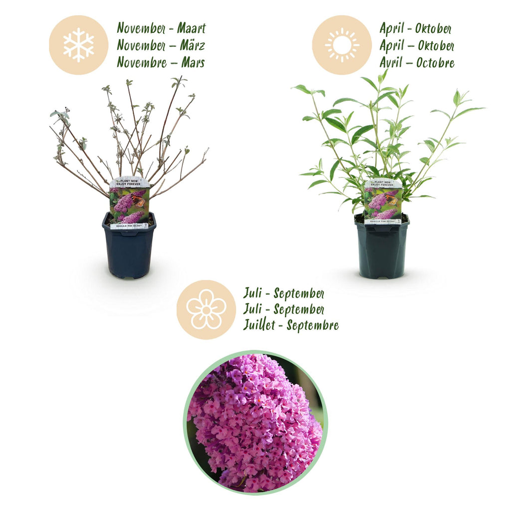 Buddleja davidii 'Pink Delight' (vlinderstruik) – roze – Ø17 cm, 45 cm hoog