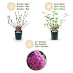 Buddleja davidii 'Pink Delight' (vlinderstruik) – roze – Ø17 cm, 45 cm hoog