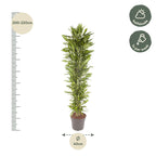 Dracaena Cintho vertakt (drakenboom) – Ø40 cm, 210 cm hoog