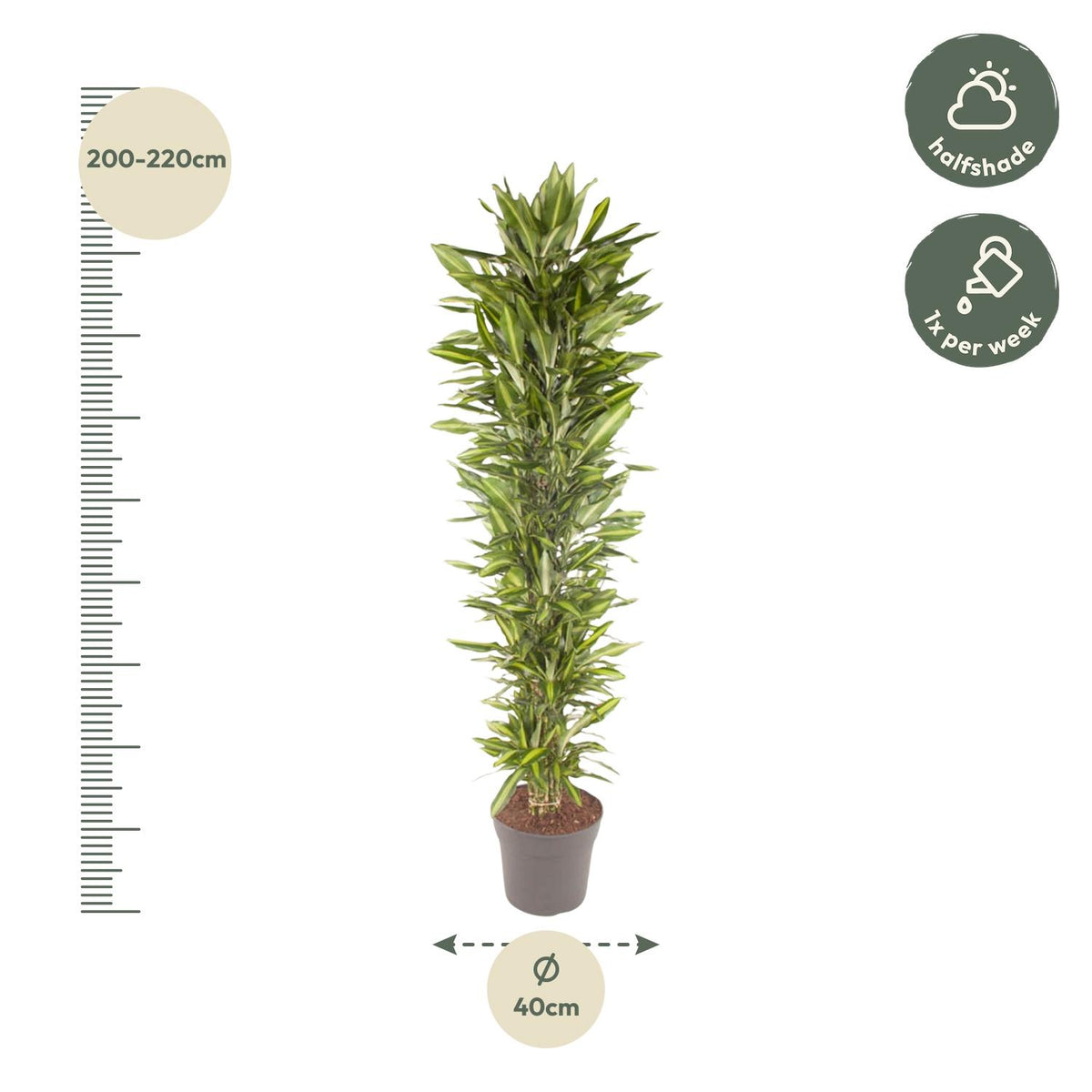 Dracaena Cintho vertakt (drakenboom) – Ø40 cm, 210 cm hoog