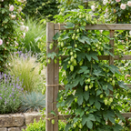 Humulus lupulus 'Nordbrau' (houblon Nordbrau) – 6 plants, Ø9 cm, 35 cm de haut