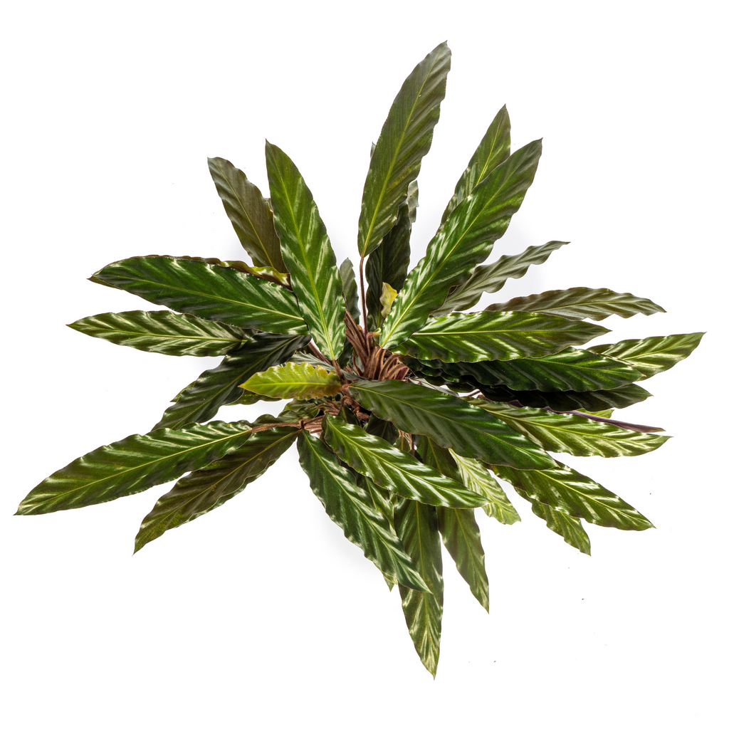 Calathea Rufibarba – Ø17 cm, 40–50 cm høj