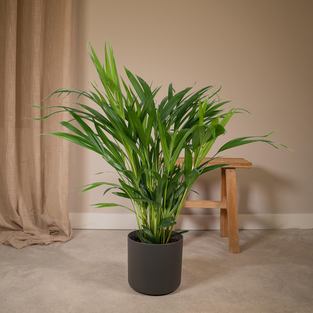 Dypsis lutescens (gul palm) – Ø17 cm, 60 cm hög