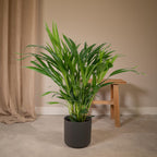 Dypsis lutescens (gul palm) – Ø17 cm, 60 cm hög