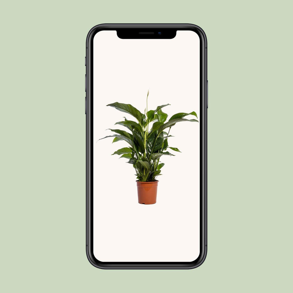 Spathiphyllum Bellini (lepelplant) – Ø24 cm, 100 cm hoog – foto 4