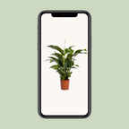 Spathiphyllum Bellini (lepelplant) – Ø24 cm, 100 cm hoog